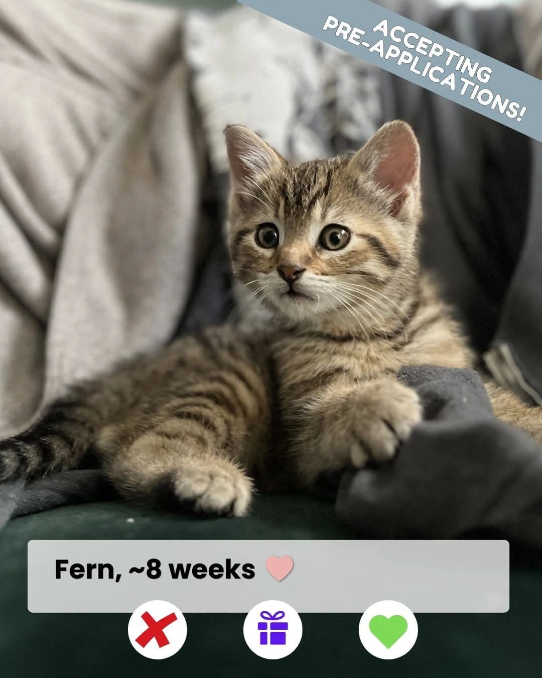 Fern, Neville & Roxy - Domestic Shorthair available for adoption