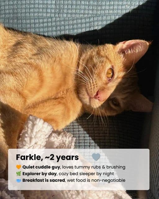 Farkle - Domestic Shorthair available for adoption