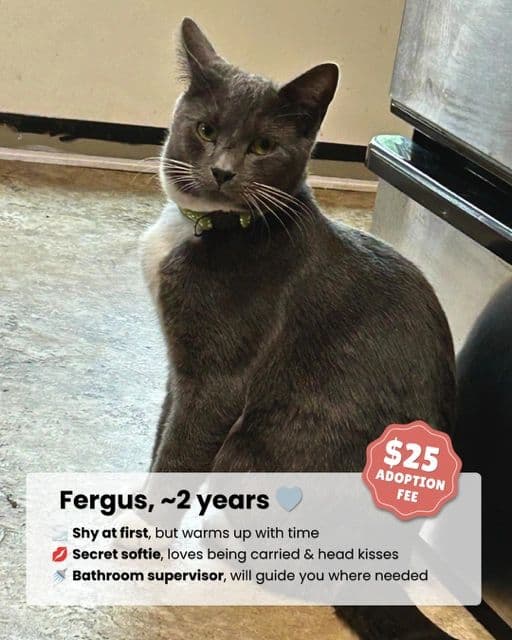 Fergus - Domestic Shorthair available for adoption