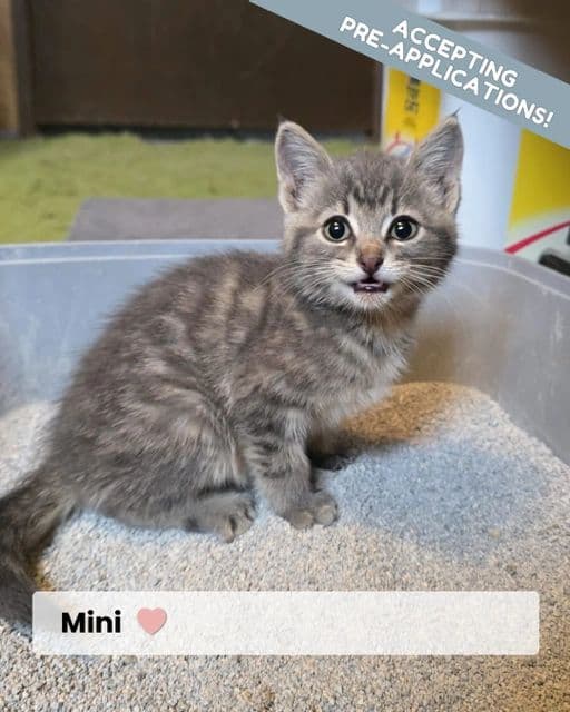 Mini - Domestic Shorthair available for adoption