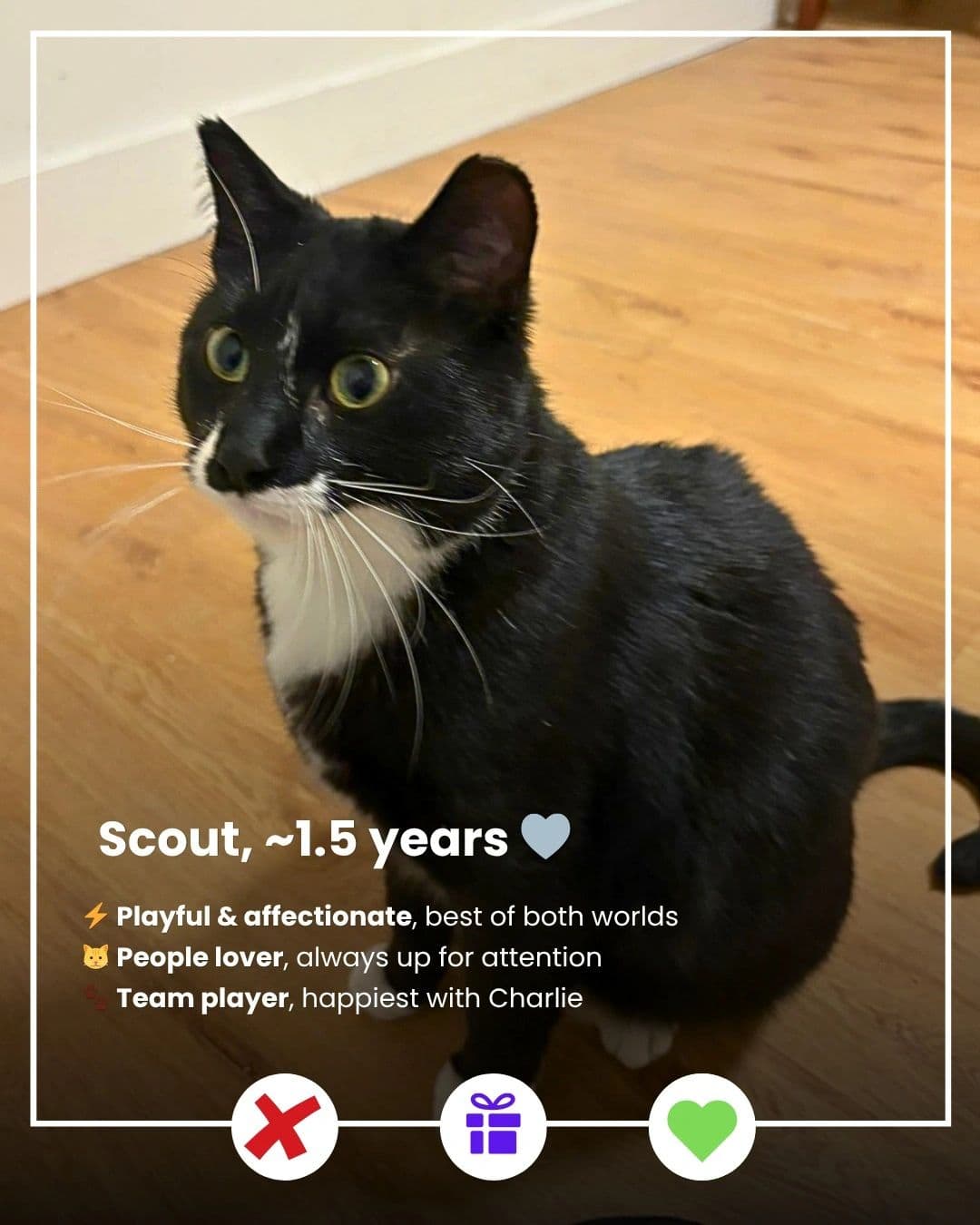 Scout & Charlie - Domestic Shorthair available for adoption