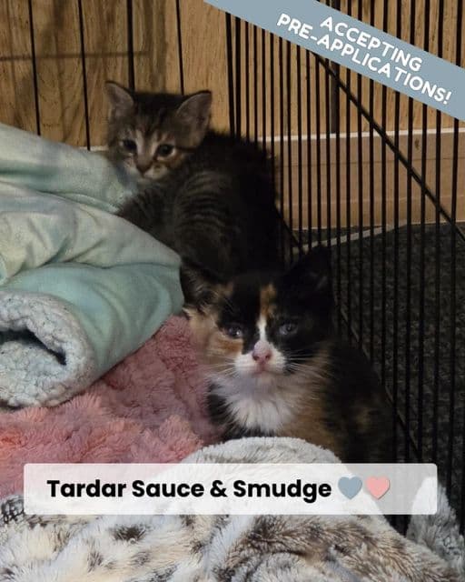 Tardar Sauce & Smudge - Domestic Shorthair available for adoption