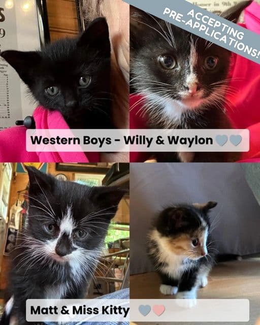 Willy, Waylon, Matt & Miss Kitty - Domestic Shorthair cat available for adoption at Kannata Valley Kats Rescue in Regina Beach