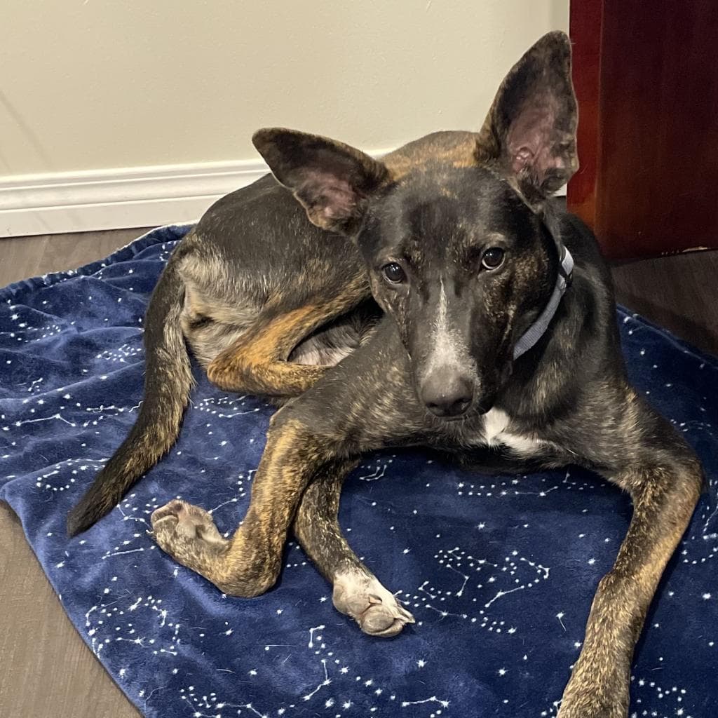Crystal - MIXED BREED available for adoption at SCARS in Calgary