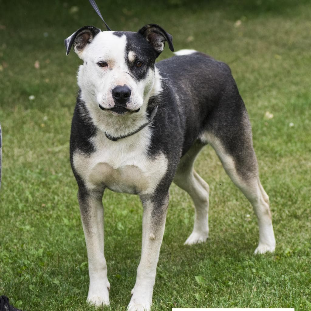 Ringo - TERRIER, PIT BULL available for adoption at SCARS in Calgary
