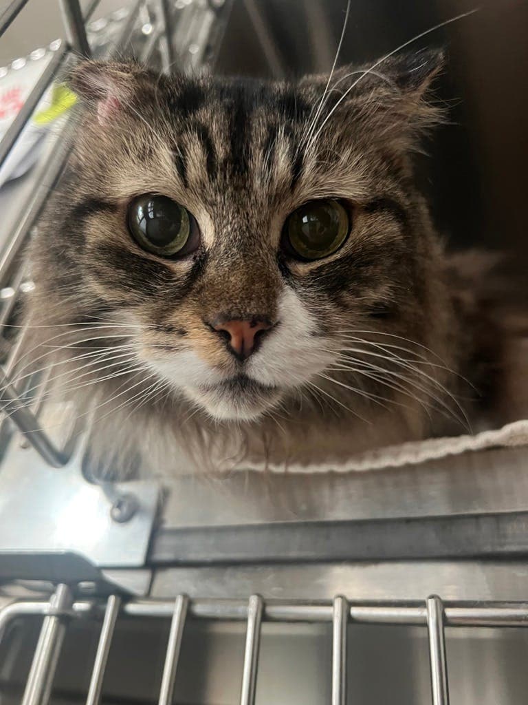 Bartholemeow - Domestic Medium Hair cat available for adoption in Calgary