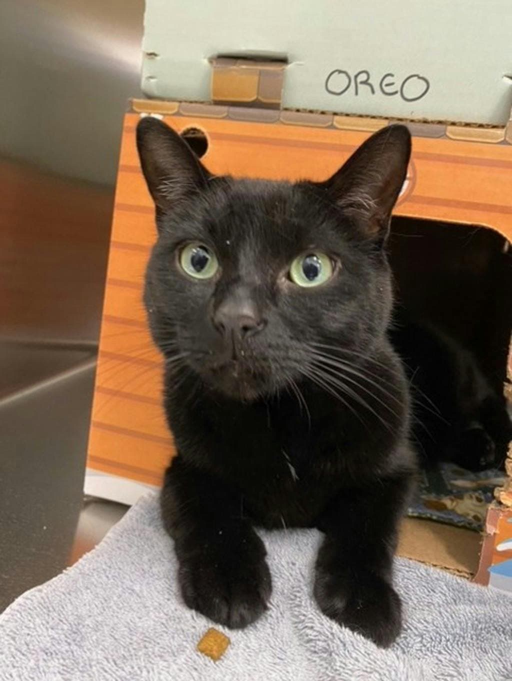 Oreo - Domestic Short Hair cat available for adoption at Ontario SPCA & Humane Society in Stouffville