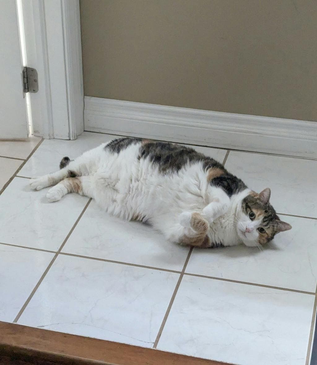 Pumpkin - Domestic Short Hair cat available for adoption in Calgary