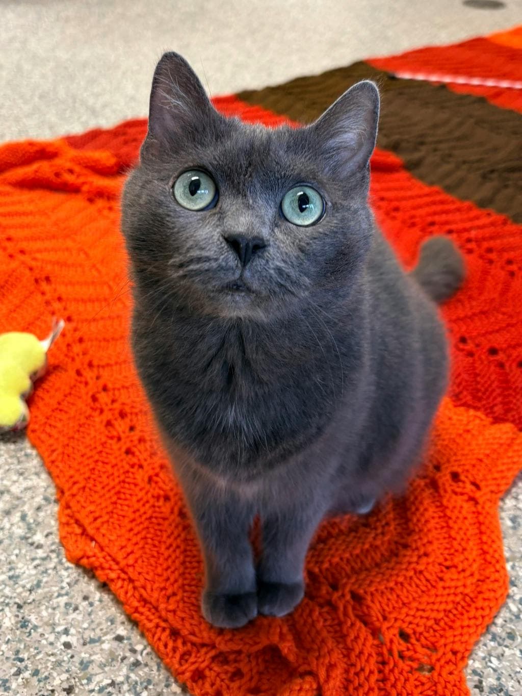 Willow - Domestic Short Hair cat available for adoption in Calgary