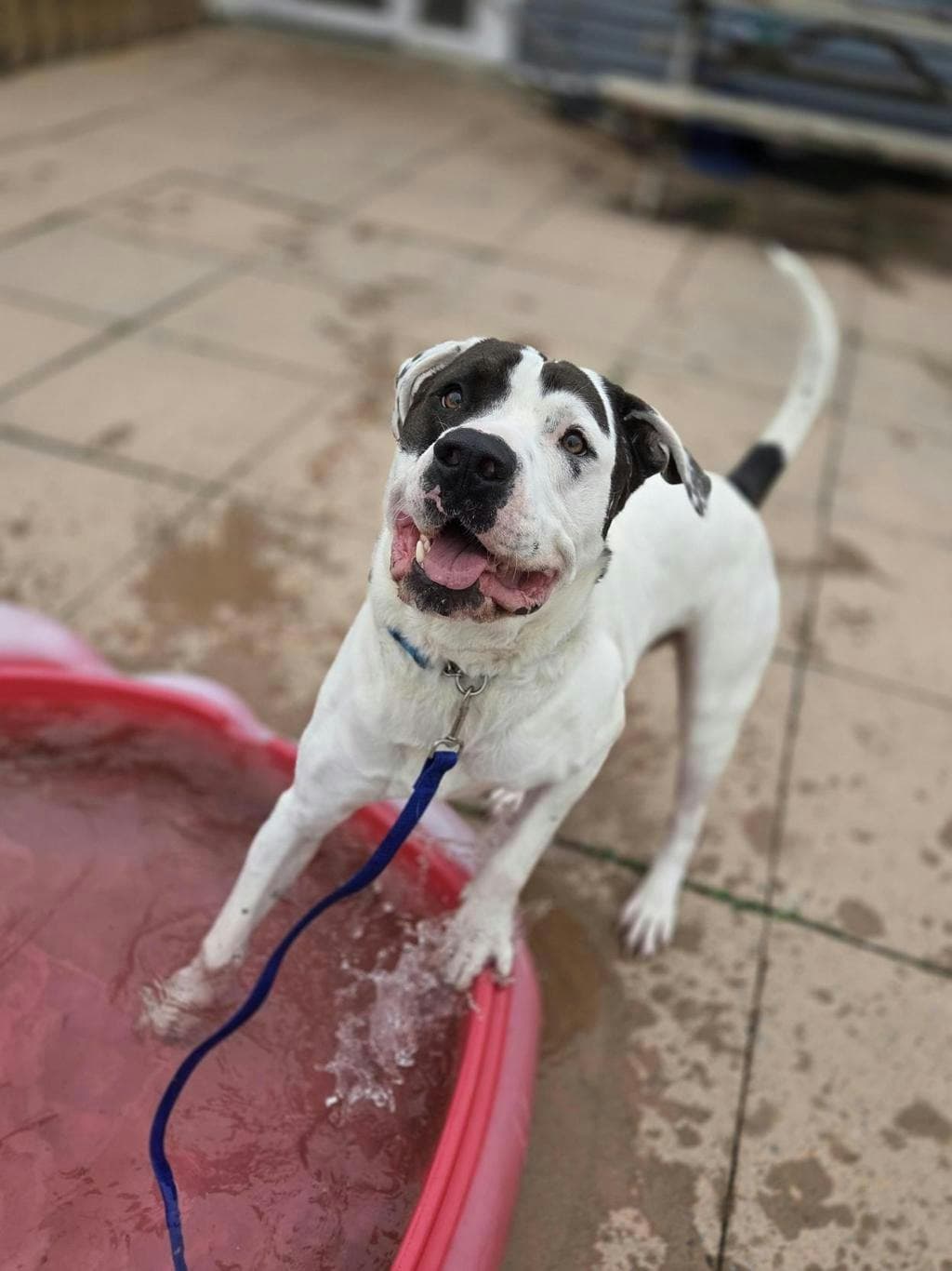 Thunder - American Bulldog available for adoption at Ontario SPCA (Toronto Area) in Ontario