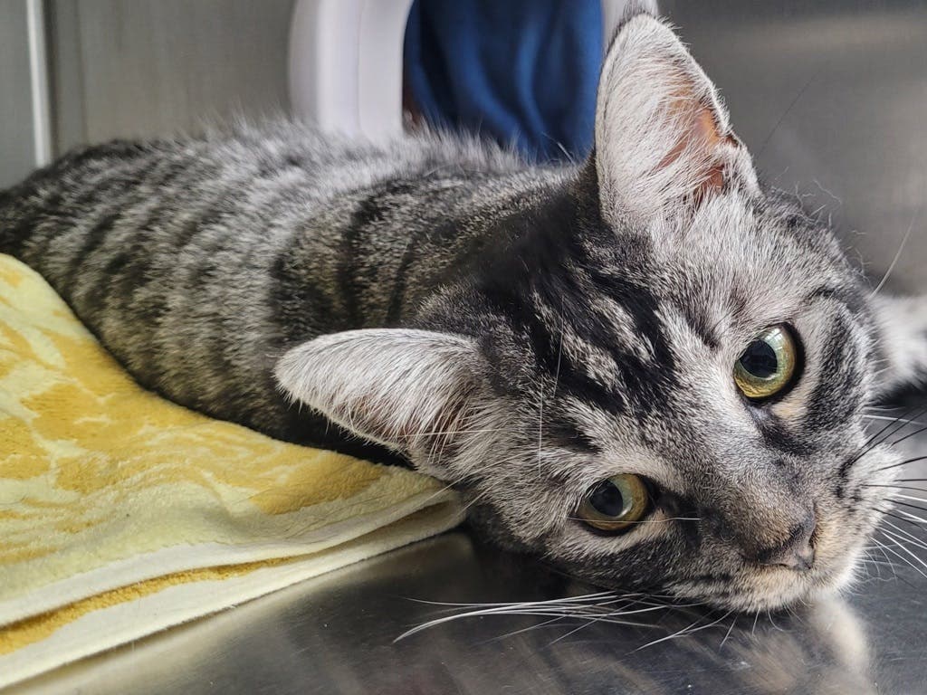Snowflake - Domestic Short Hair cat available for adoption in Calgary