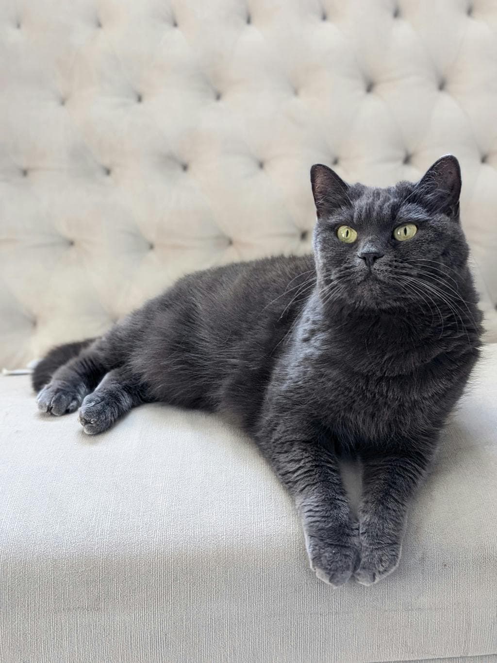 Babette - Domestic Short Hair cat available for adoption at Ontario SPCA (Toronto Area) in Ontario