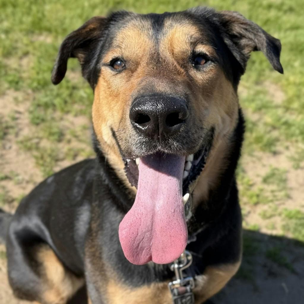 Ivy - Shepherd available for adoption at Ontario SPCA (Ottawa Area) in Ottawa