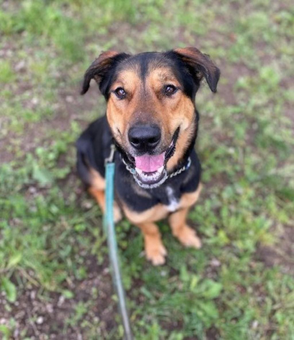 Ivy - Shepherd available for adoption in Calgary