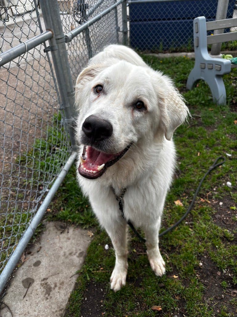 Summit - Great Pyrenees available for adoption at Ontario SPCA (Central Ontario) in Toronto