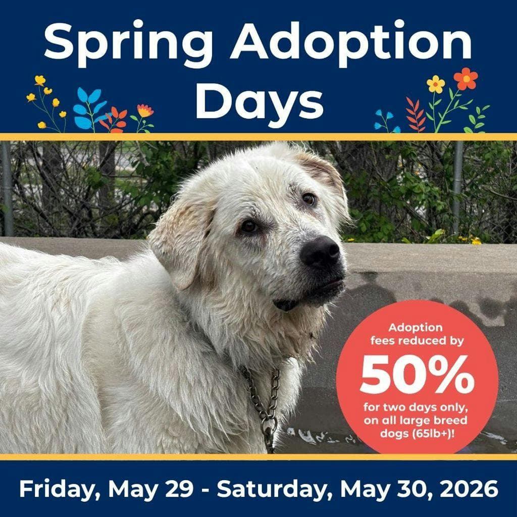 Summit - Great Pyrenees available for adoption at Ontario SPCA (Central Ontario) in Ontario
