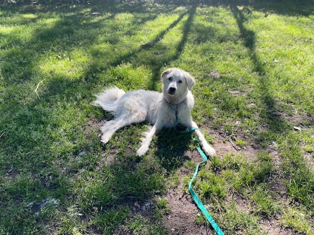 Summit - Maremma Sheepdog available for adoption in Calgary