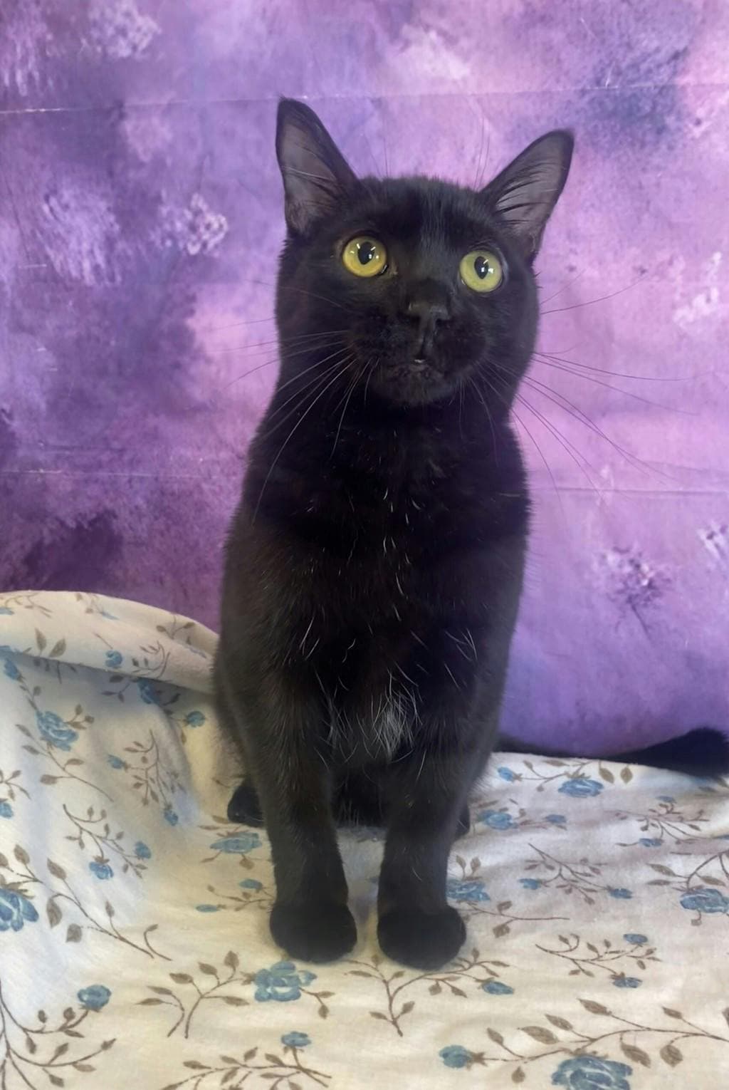 Bernadette - Domestic Short Hair cat available for adoption in Calgary