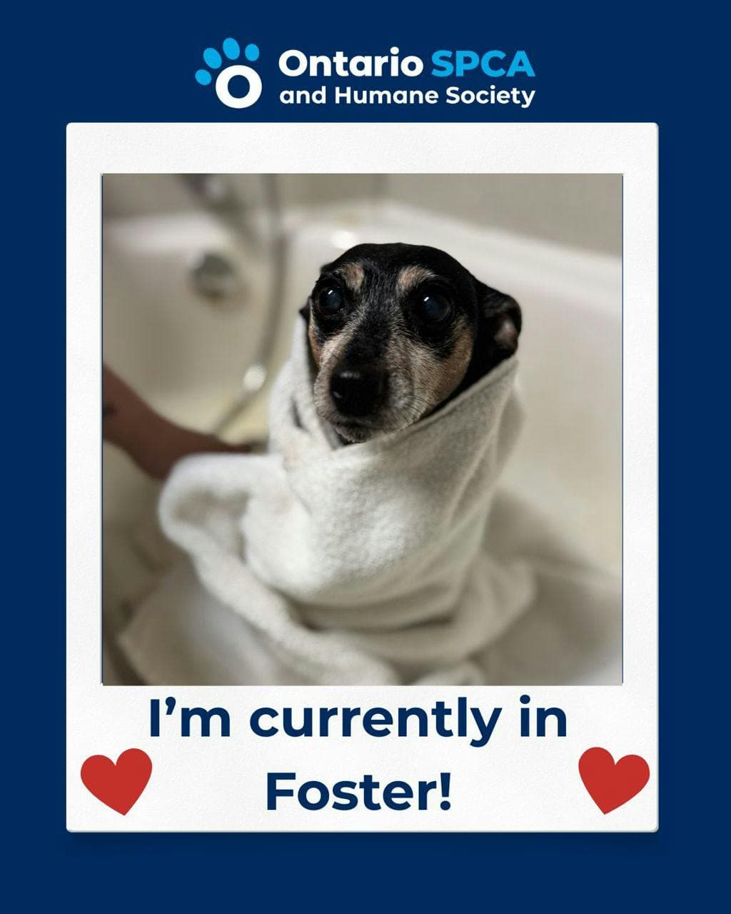 Tito - Mini Pinscher available for adoption at Ontario SPCA (Central Ontario) in Ontario