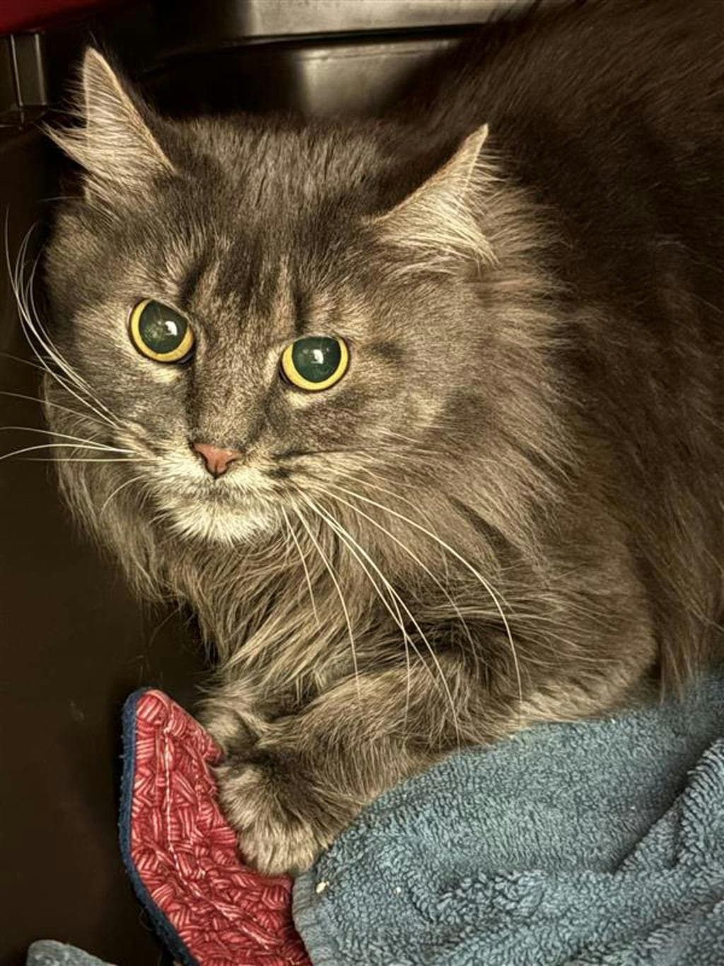 Dionysus - Domestic Short Hair cat available for adoption at Ontario SPCA (Central Ontario) in Calgary