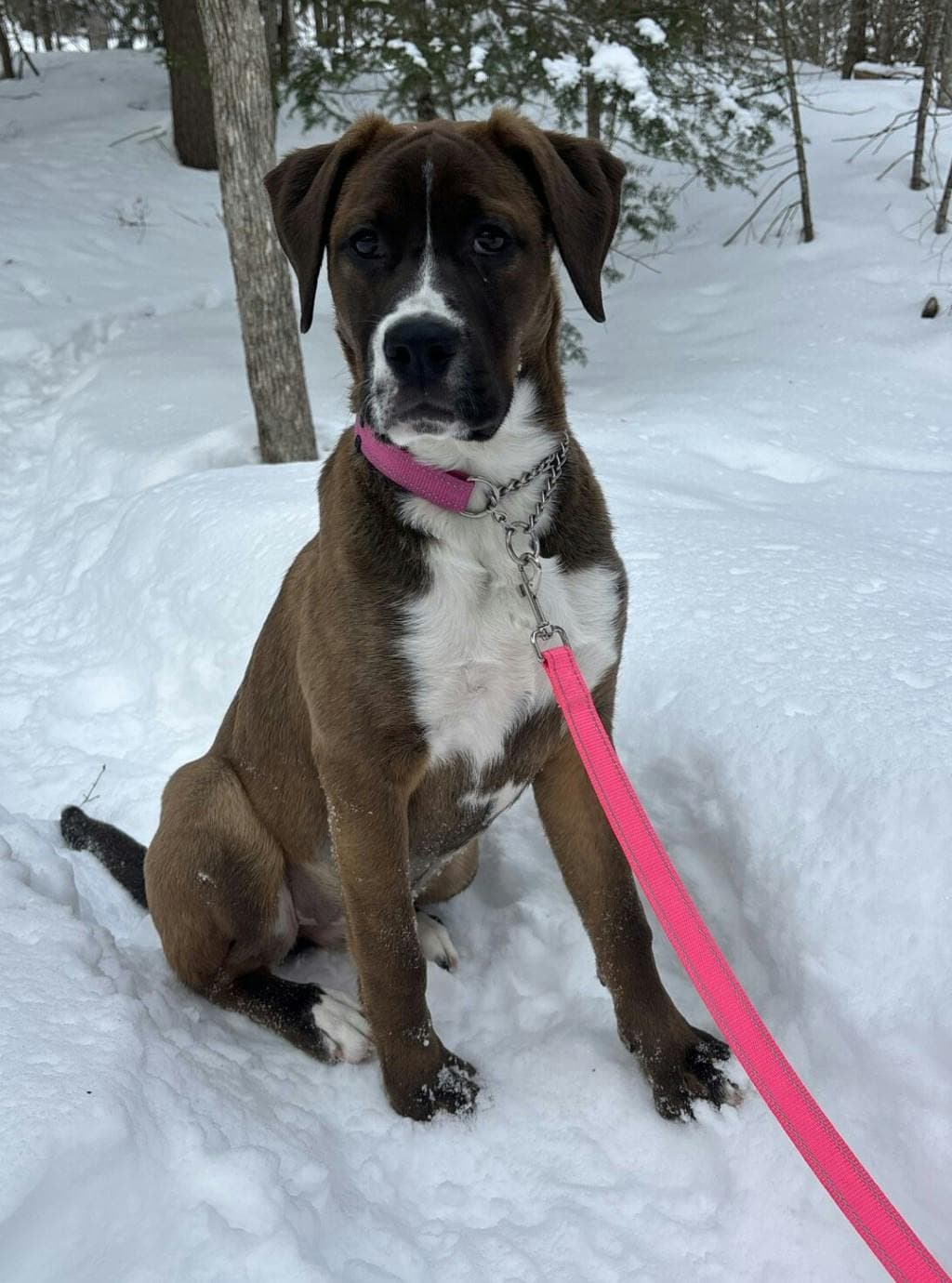Gretchen - Collie Smooth available for adoption at Ontario SPCA (Central Ontario) in Toronto