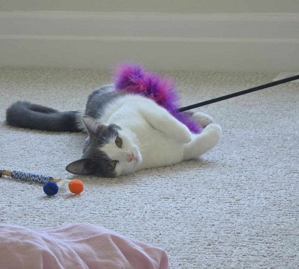 Miss Snicket - Domestic Short Hair cat available for adoption at Ontario SPCA (Central Ontario) in Ontario