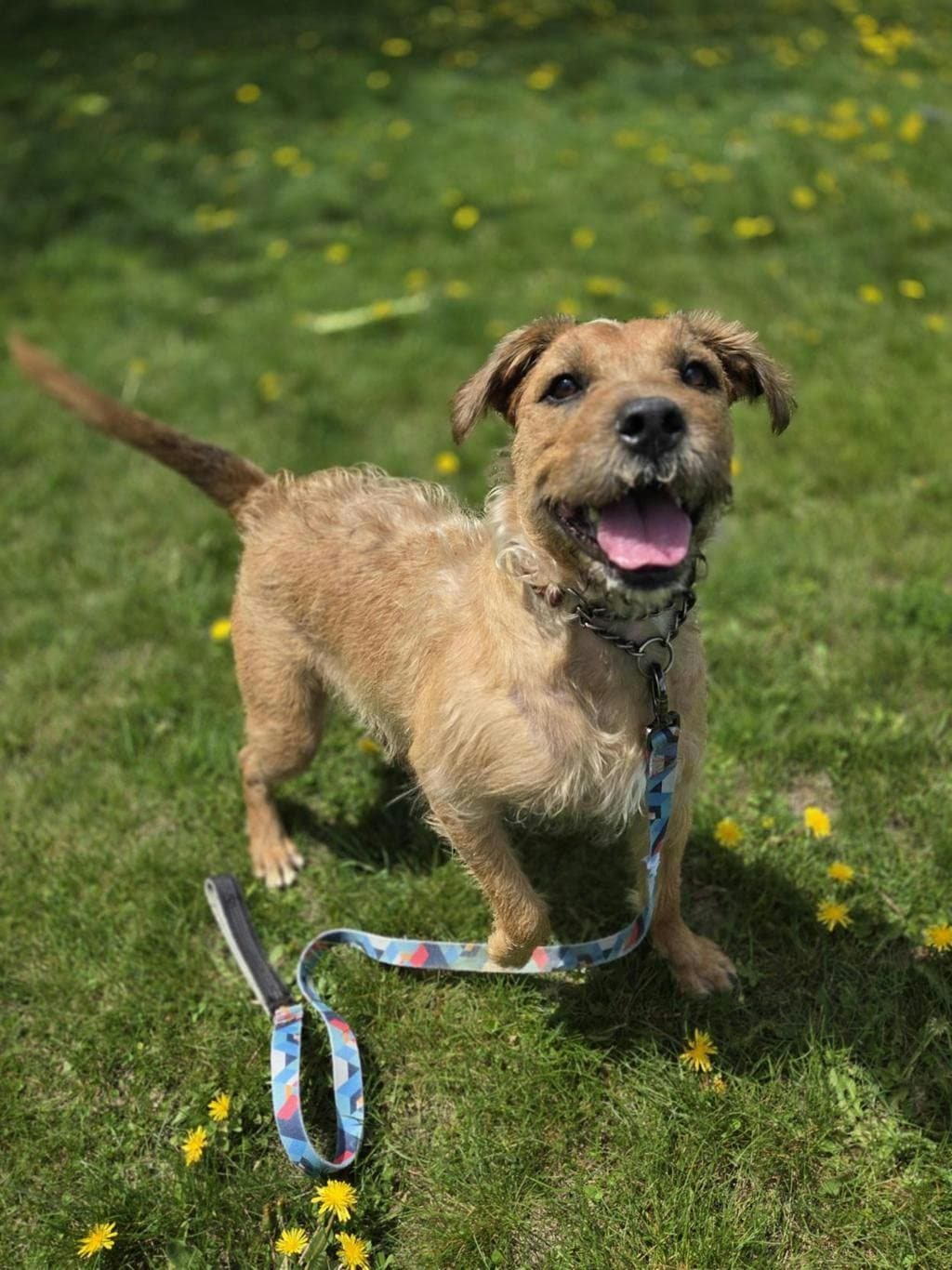 Izzy - Terrier available for adoption at Ontario SPCA (Toronto Area) in Ontario
