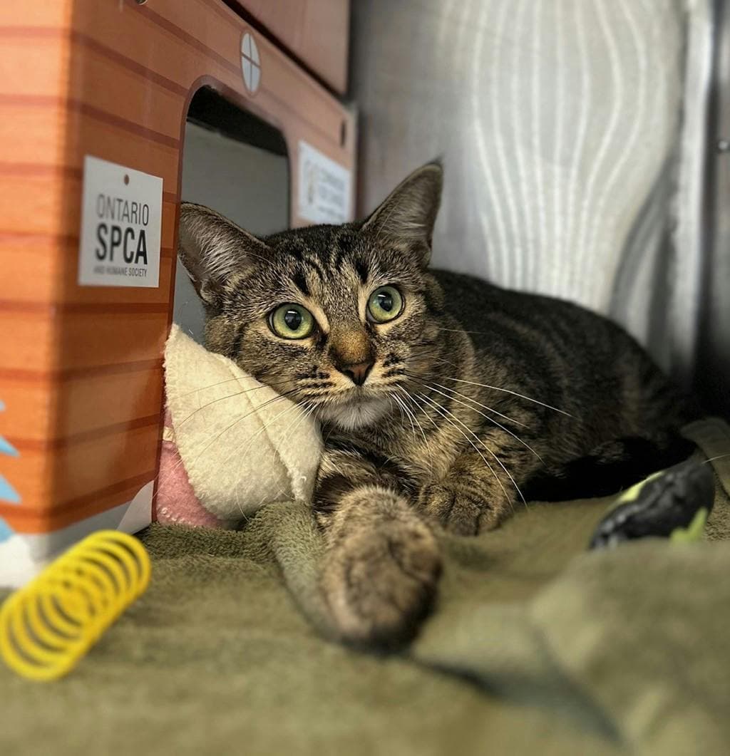 Eefa - Domestic Short Hair cat available for adoption at Ontario SPCA (Ottawa Area) in Calgary