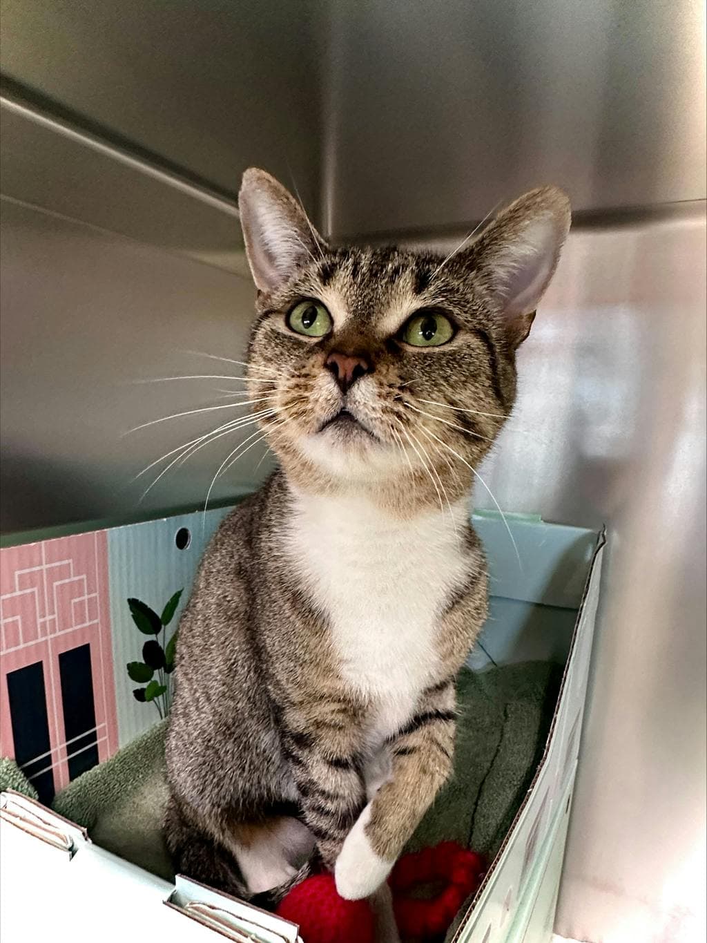 Sophie - Domestic Short Hair available for adoption