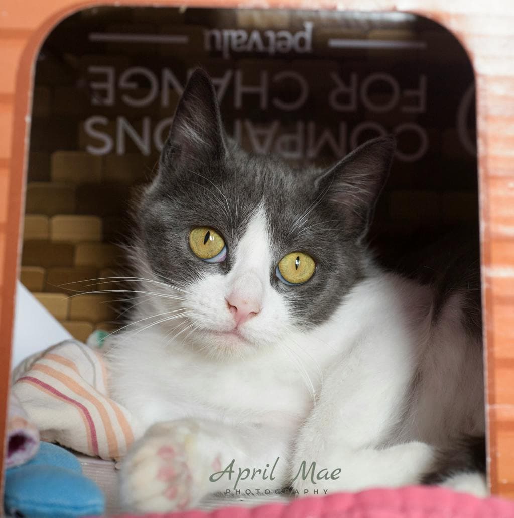 Misty - Domestic Short Hair available for adoption