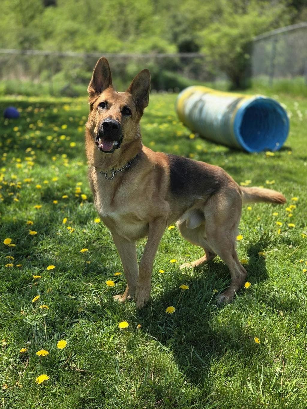 Scrappy Doo - German Shepherd, King available for adoption in Calgary