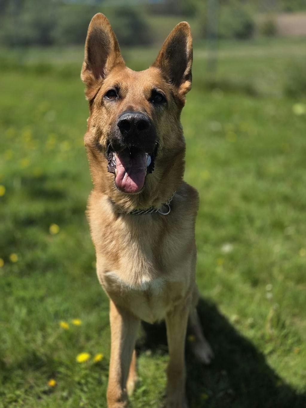 Scrappy - German Shepherd, King available for adoption at Ontario SPCA (Toronto Area) in Ontario