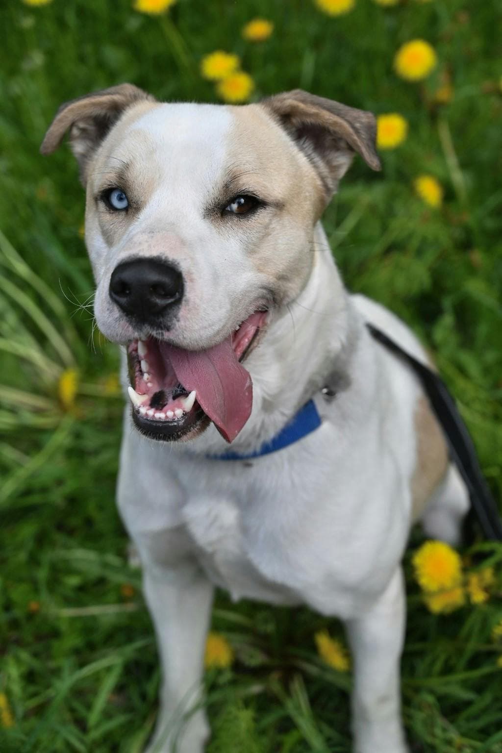Finn - Labrador available for adoption in Calgary