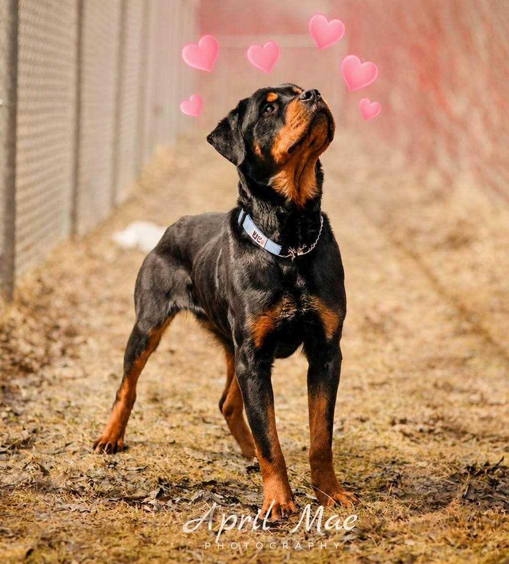 Peanut - Rottweiler available for adoption at Ontario SPCA (Central Ontario) in Toronto