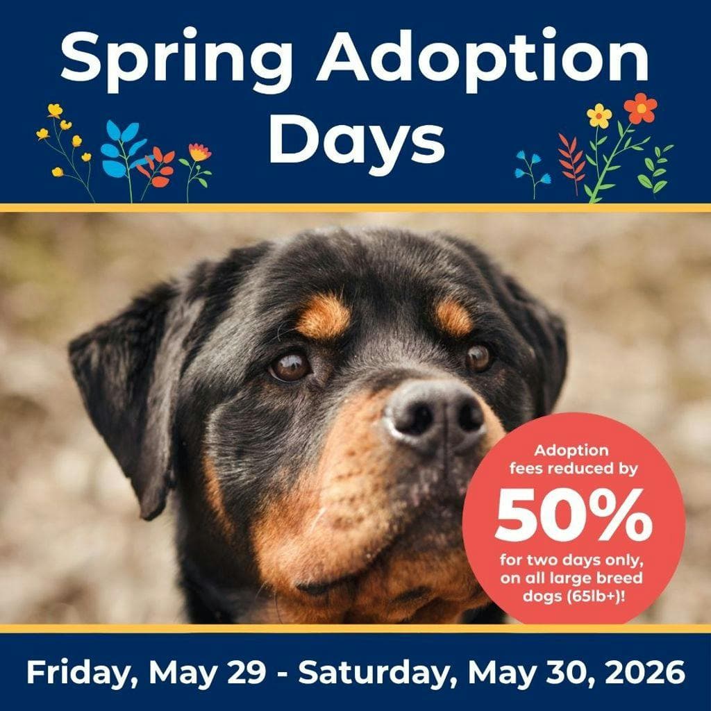 Peanut - Rottweiler available for adoption at Ontario SPCA (Central Ontario) in Ontario