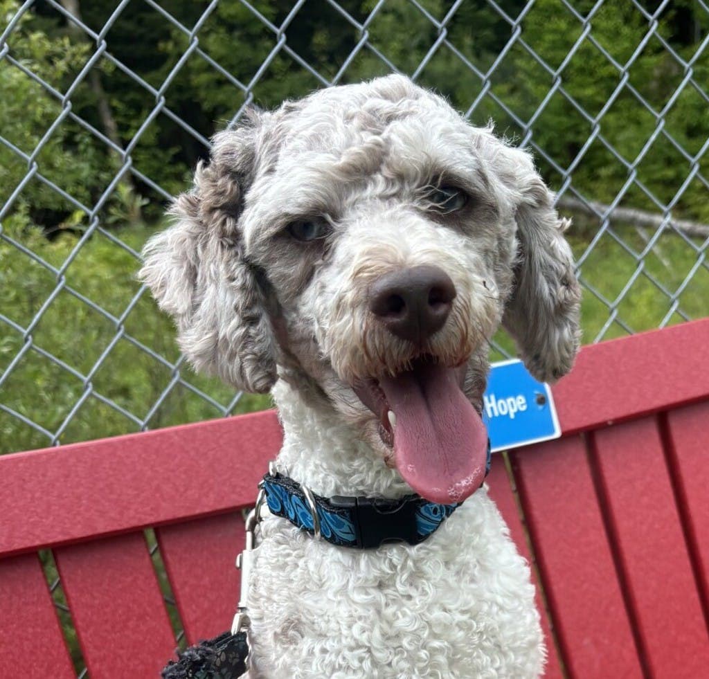 Chase - Poodle Miniature available for adoption at Ontario SPCA (Central Ontario) in Toronto