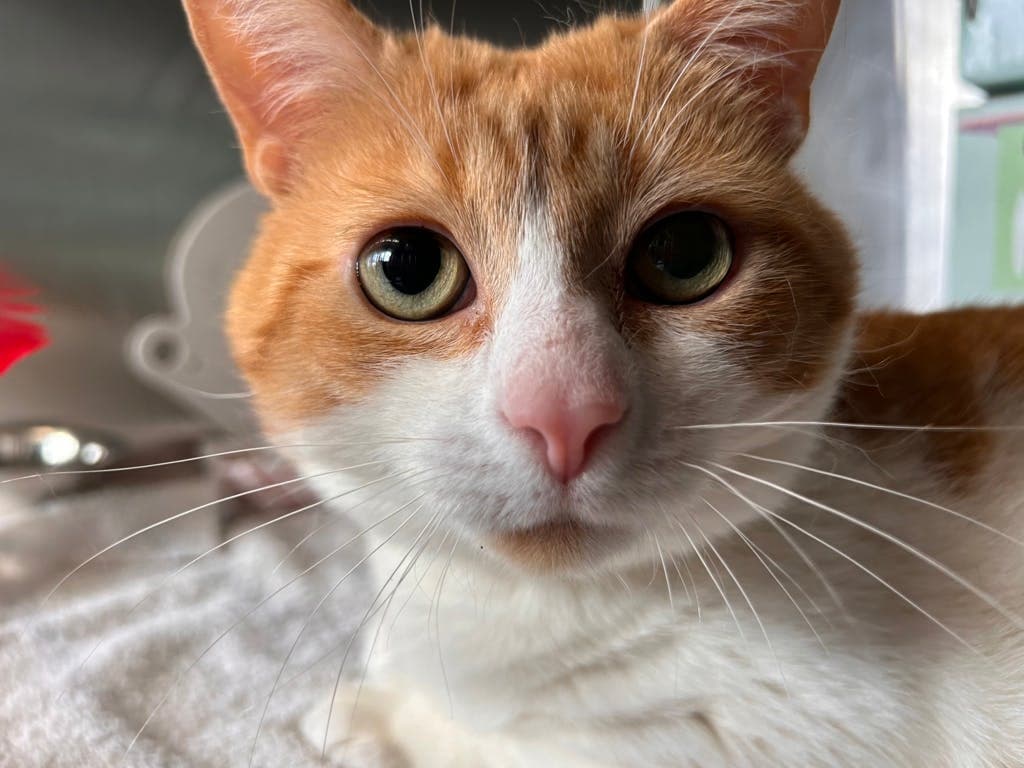 Pat - Domestic Short Hair cat available for adoption at Ontario SPCA (Ottawa Area) in Ontario
