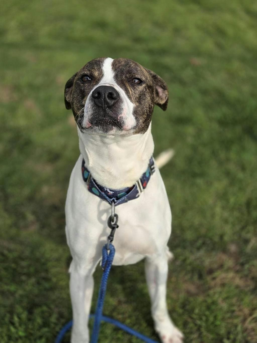 Bandit - American Bulldog available for adoption at Ontario SPCA (Toronto Area) in Ontario