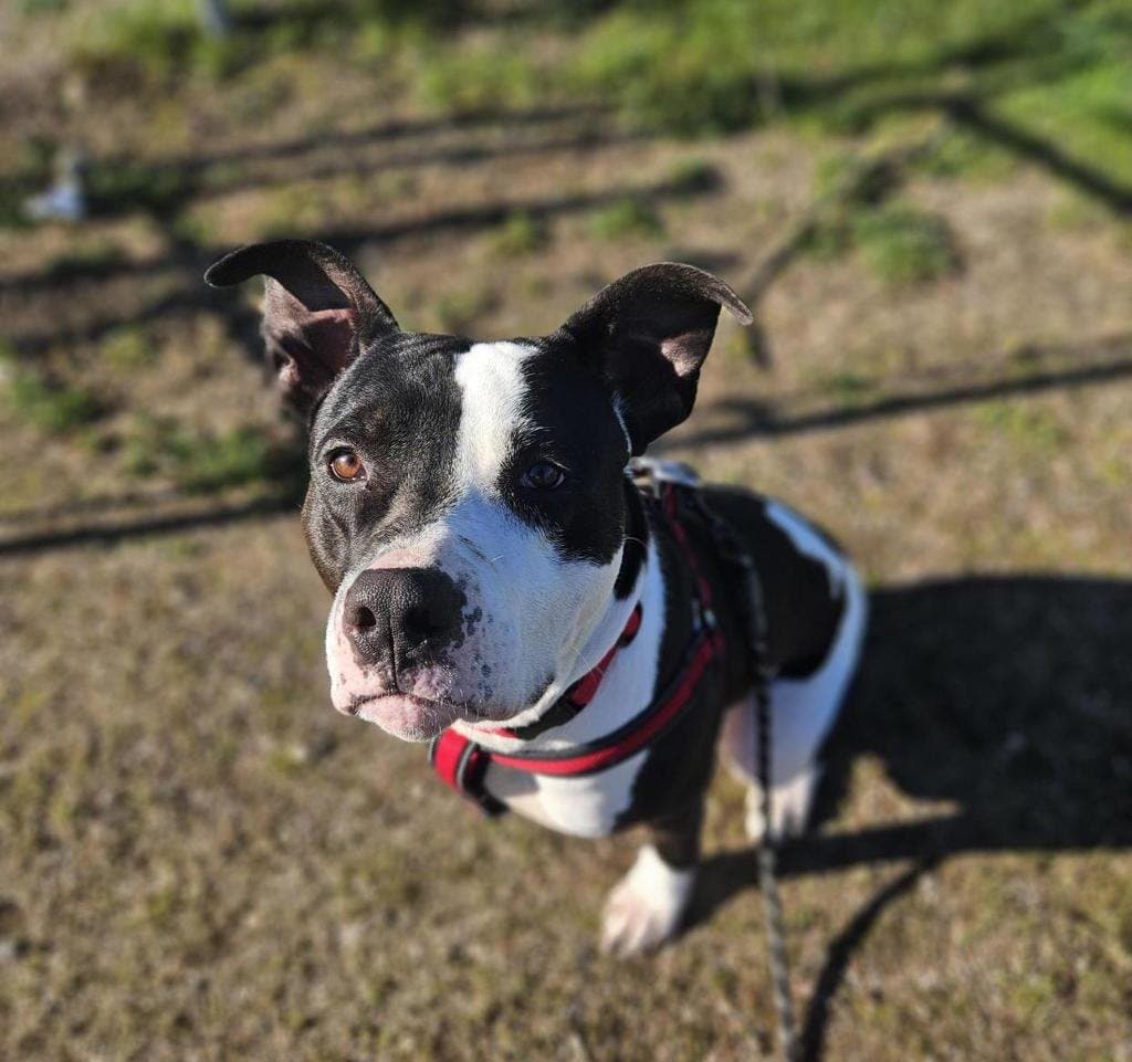 Bumper - American Bulldog available for adoption at Ontario SPCA (Ottawa Area) in Ottawa