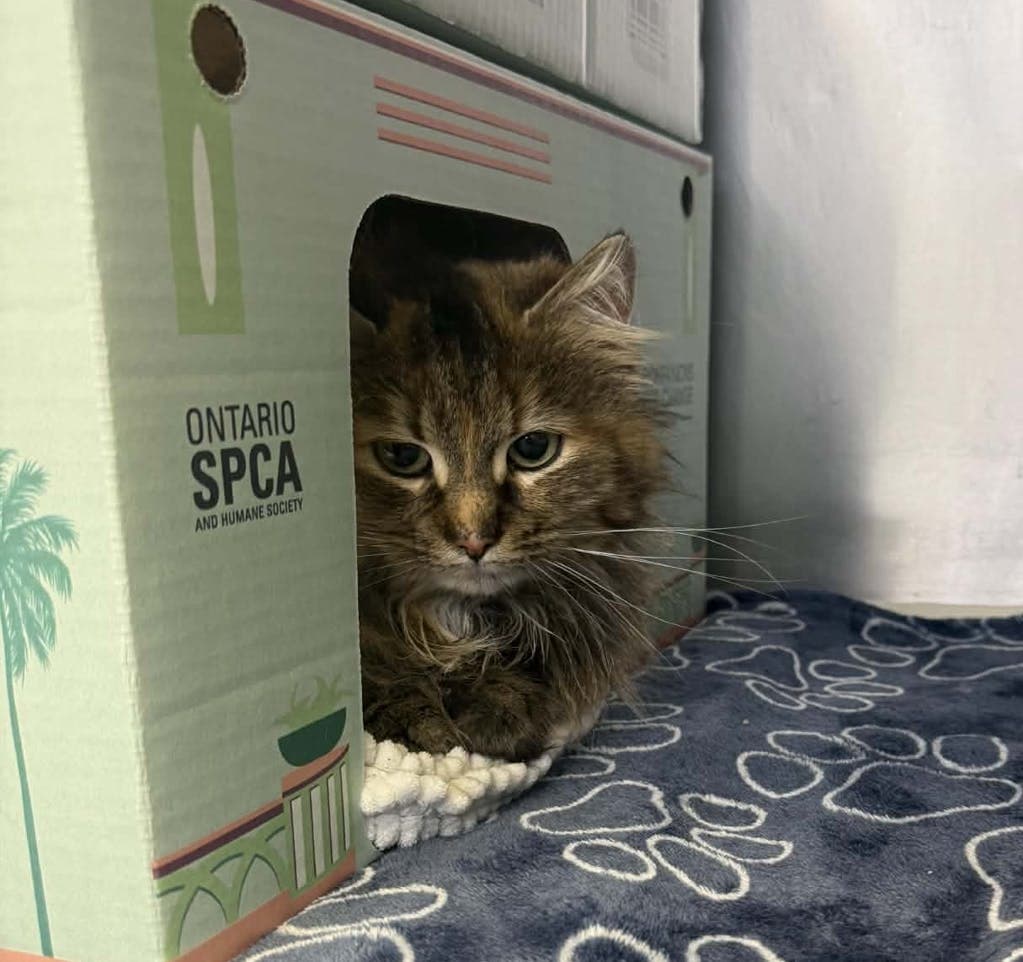Cherry - Domestic Longhair cat available for adoption at Ontario SPCA & Humane Society in Cornwall