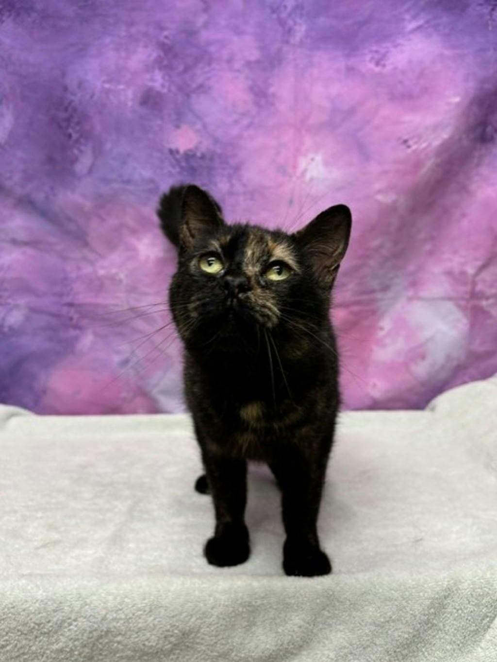 Rotelle - Domestic Short Hair cat available for adoption in Calgary