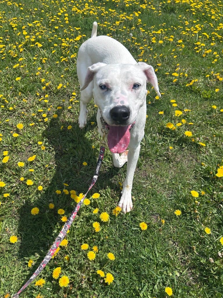 Scarlett - Dalmatian available for adoption at Ontario SPCA (Toronto Area) in Toronto