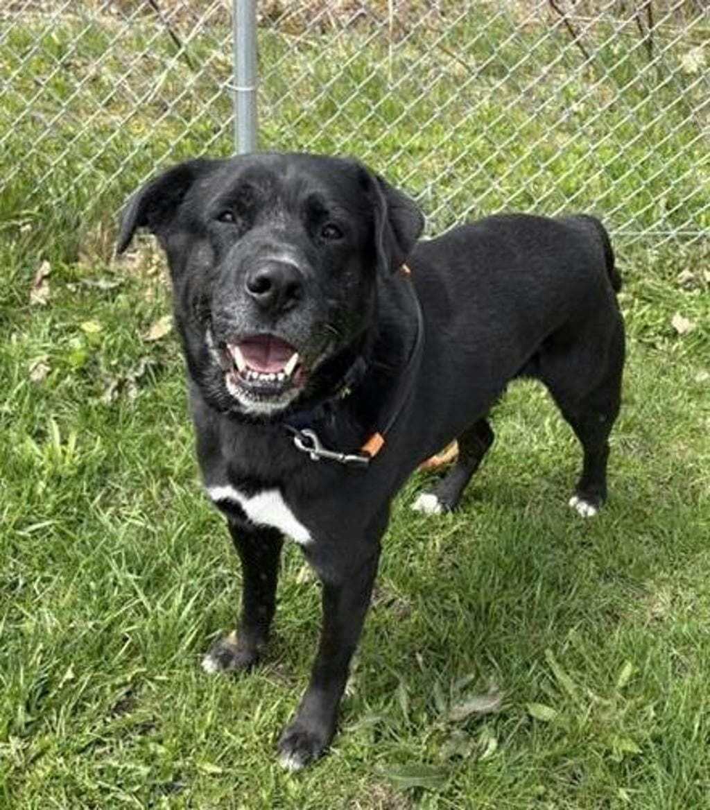 Bubba - Labrador available for adoption at Ontario SPCA (Central Ontario) in Toronto