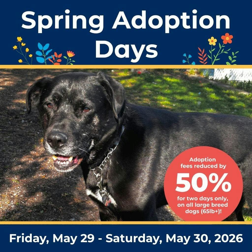 Bubba - Labrador available for adoption at Ontario SPCA (Central Ontario) in Ontario