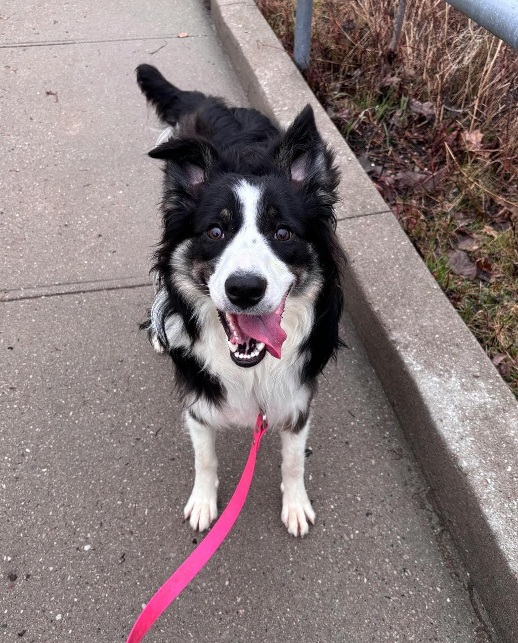 Java - Border Collie available for adoption at Ontario SPCA (Central Ontario) in Toronto