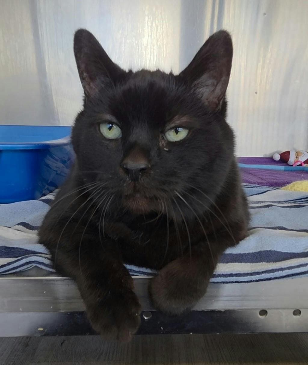 Midnight - Domestic Short Hair cat available for adoption at Ontario SPCA (Ottawa Area) in Ontario