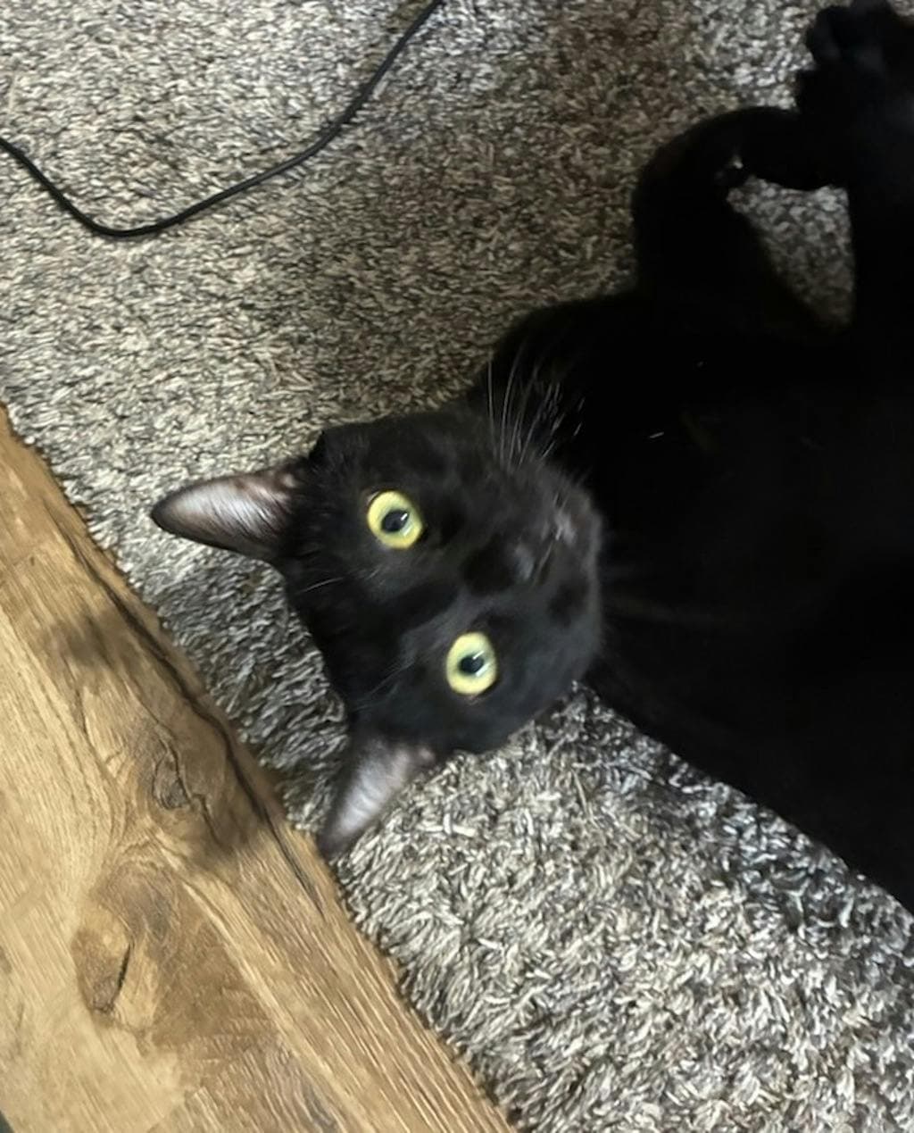 Dolomite (in Foster) - Domestic Short Hair cat available for adoption in Calgary