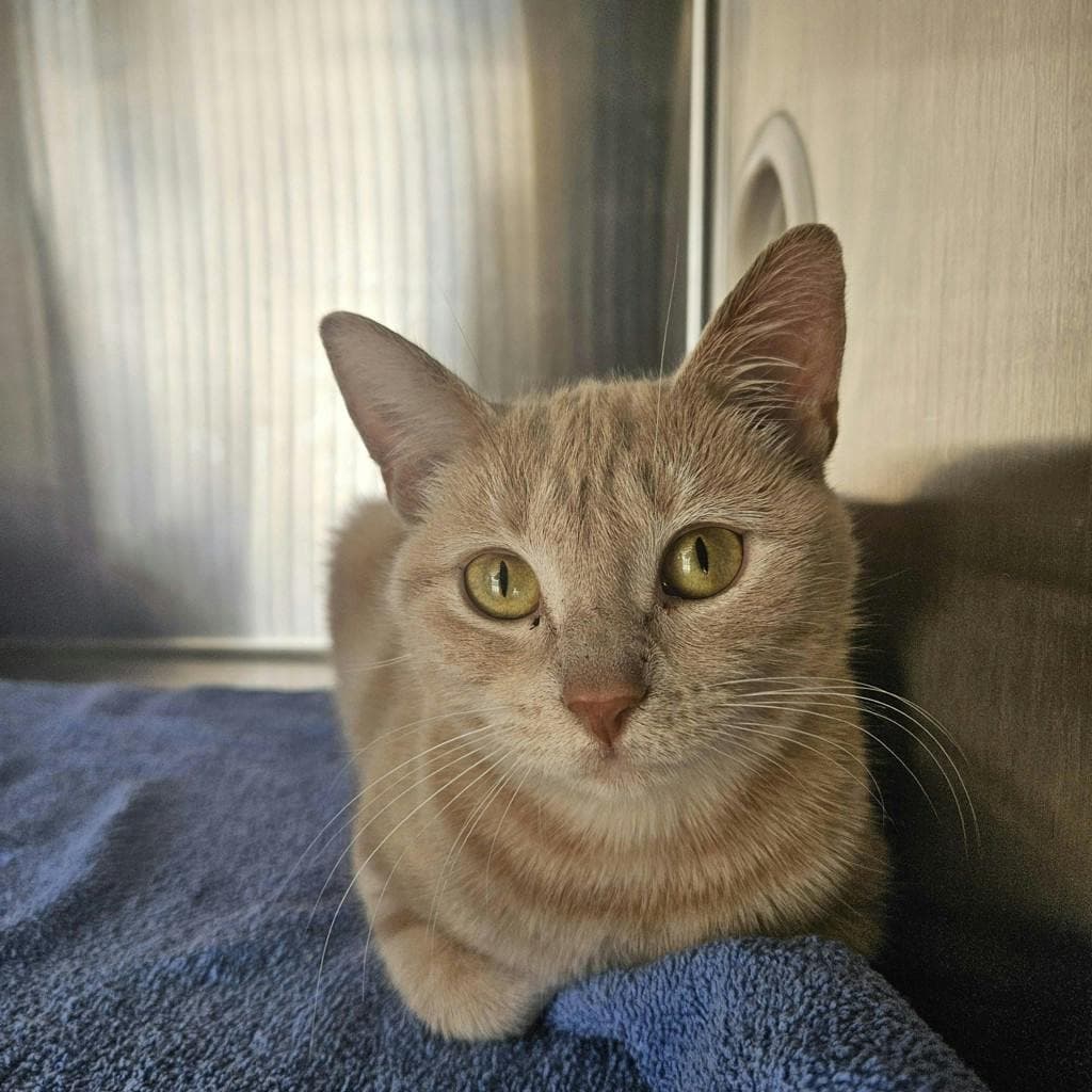 Lorelai - Domestic Short Hair cat available for adoption at Ontario SPCA (Ottawa Area) in Ontario