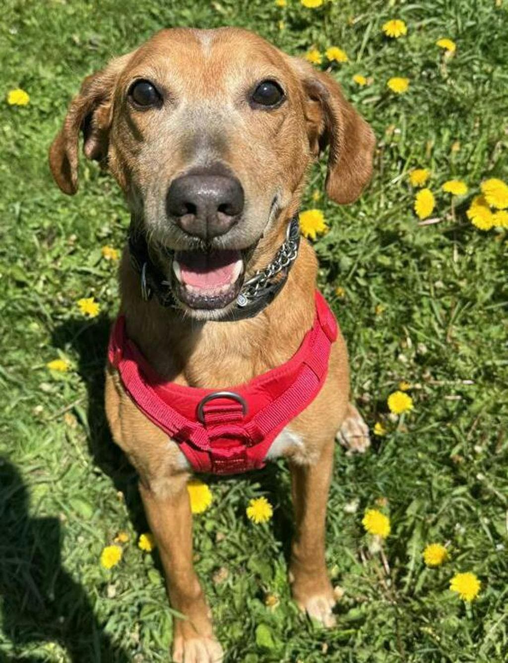 Red - Hound available for adoption at Ontario SPCA (Central Ontario) in Ontario