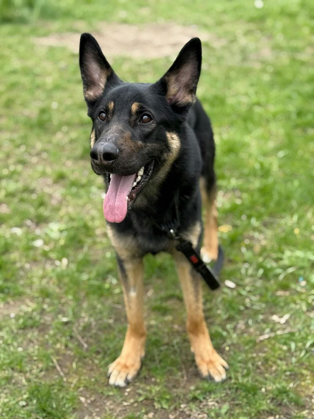 Hero - German Shepherd available for adoption at Ontario SPCA (Ottawa Area) in Ottawa